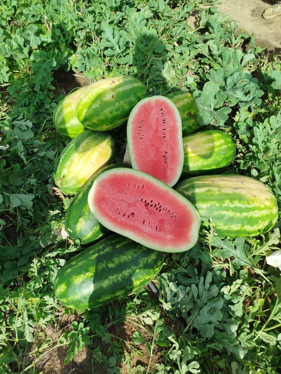 Patilla Gruesa